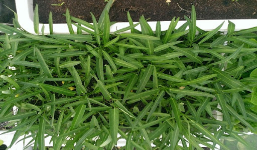 Thu hoạch rau muống