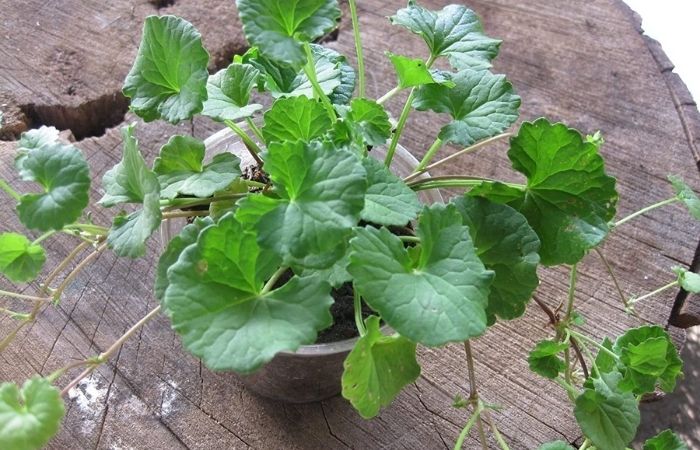 Cách trị hóc xương cá bằng rau má