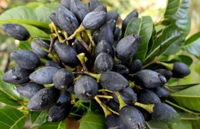 Dùng nước quả trám chữa hóc xương