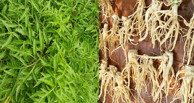 Cách chọn củ đinh lăng tươi Cách chọn củ đinh lăng tươi