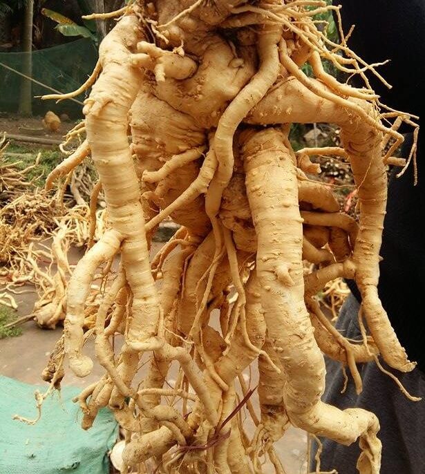 Cách chọn củ đinh lăng tươi Cách chọn củ đinh lăng tươi