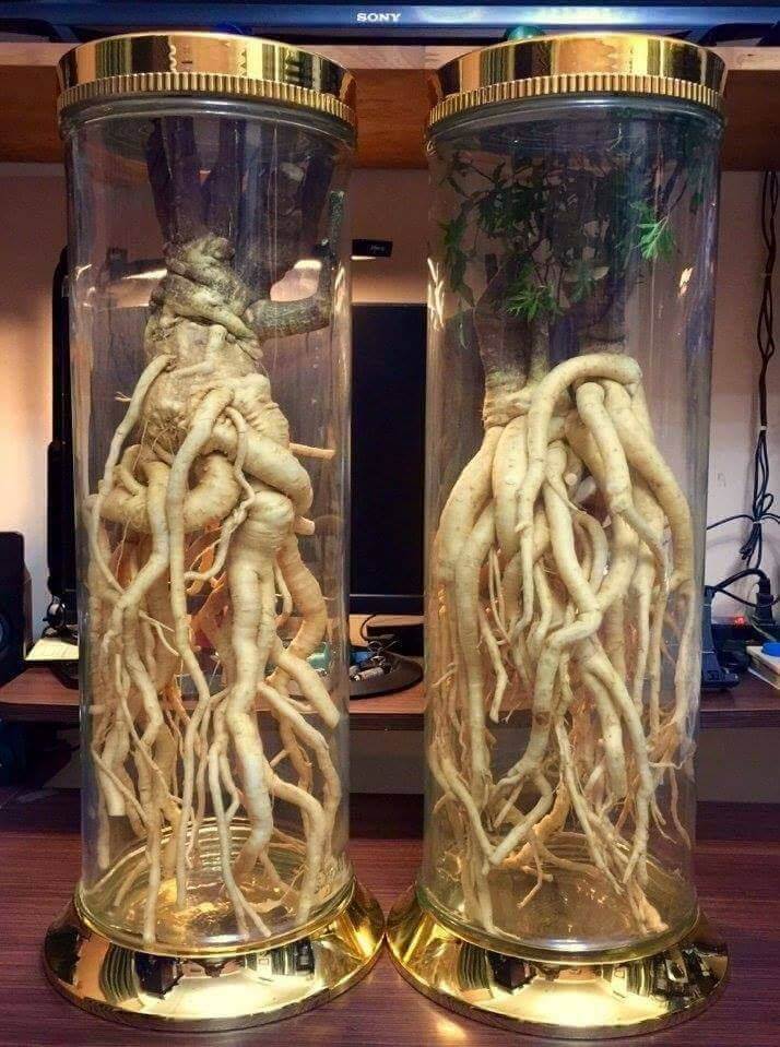 Cách ngâm rượu đinh lăng cả củ chuẩn nhất Cách ngâm rượu đinh lăng cả củ chuẩn nhất