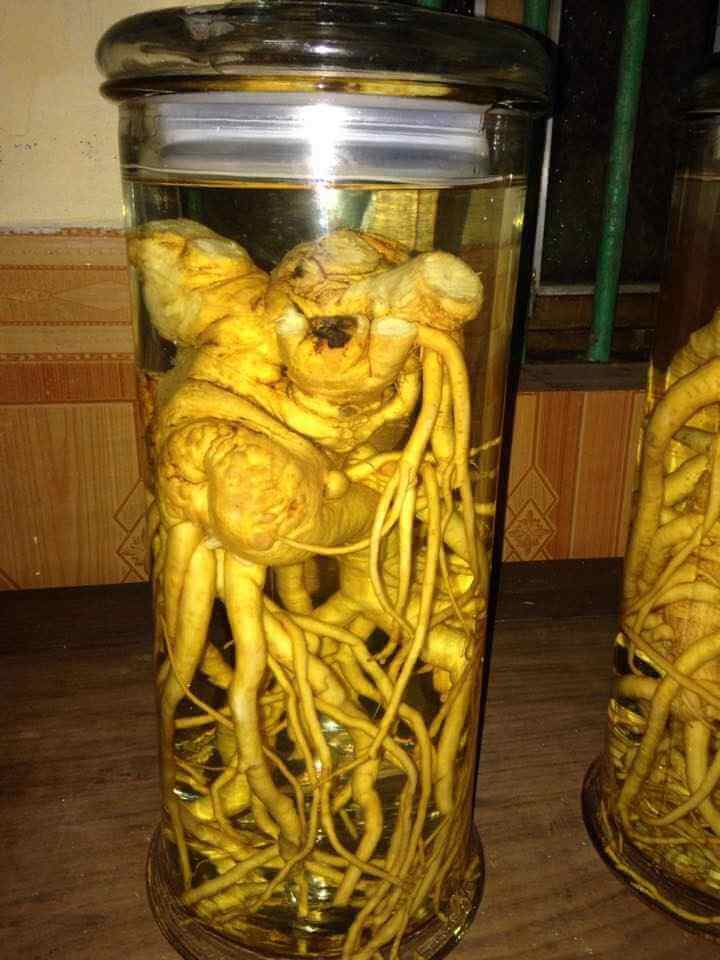 Tác dụng của rượu đinh lăng