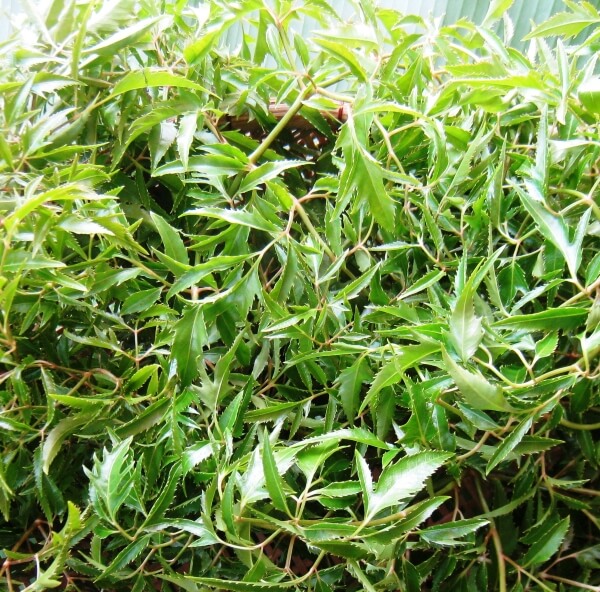 Lá đinh lăng tươi