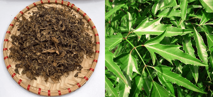 Tác dụng của lá đinh lăng