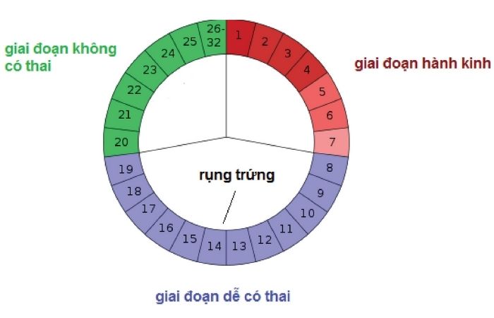 Cách tính ngày rụng trứng