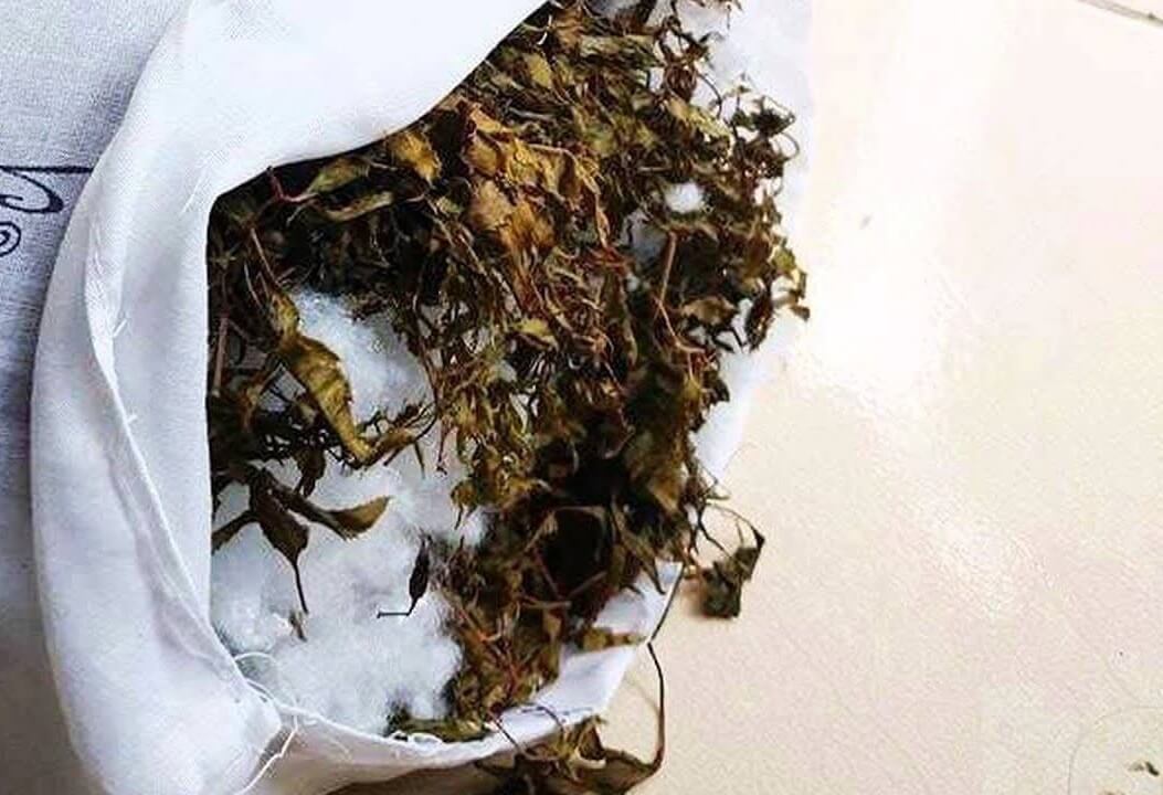 Gối lá đinh lăng khô
