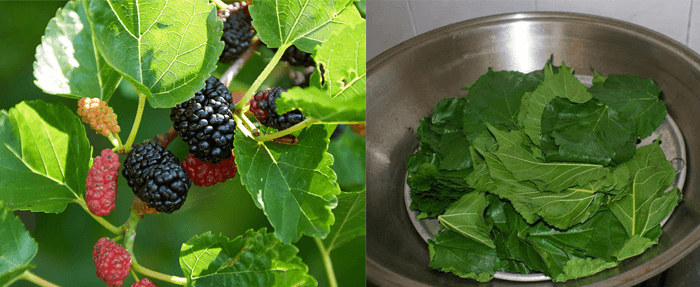 Nước lá dâu tằm