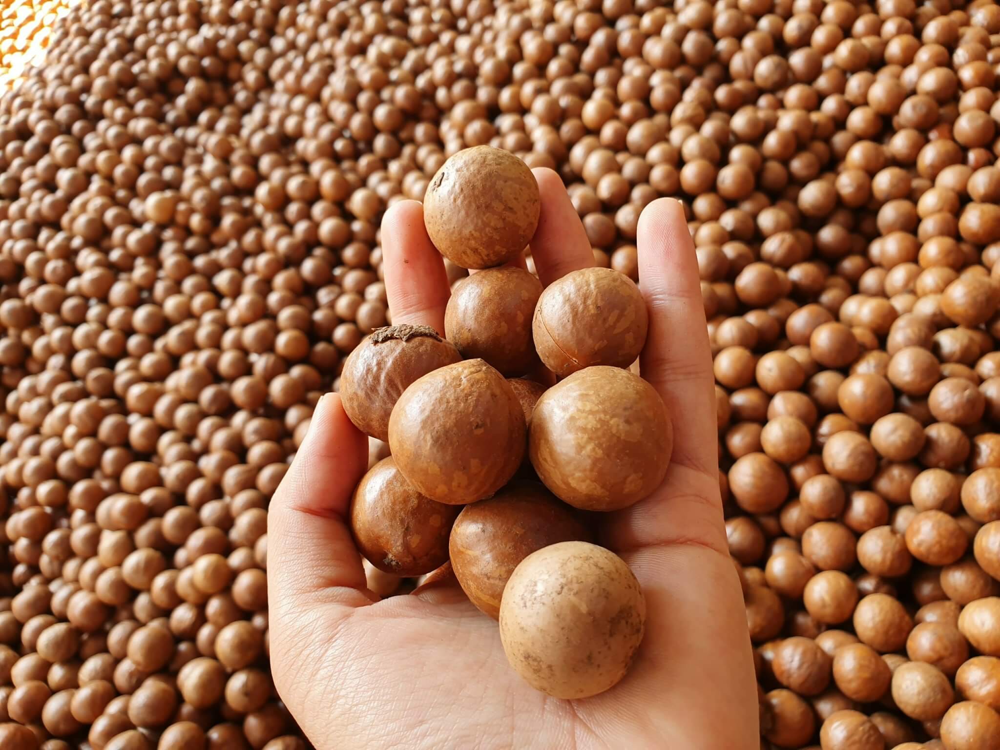 Hạt macca có tác dụng gì với cơ thể?