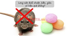 Long não là gì? Long não đuổi chuột, gián, kiến có hiệu quả không?