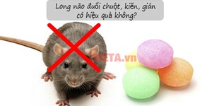 Long não là gì? Long não đuổi chuột, gián, kiến có hiệu quả không?