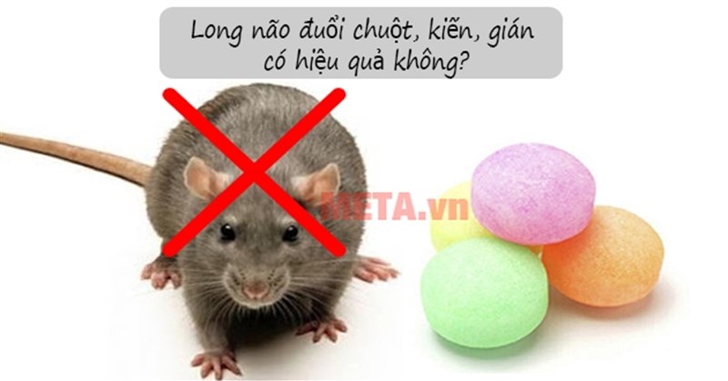 Long não là gì? Long não đuổi chuột, gián, kiến có hiệu quả không?