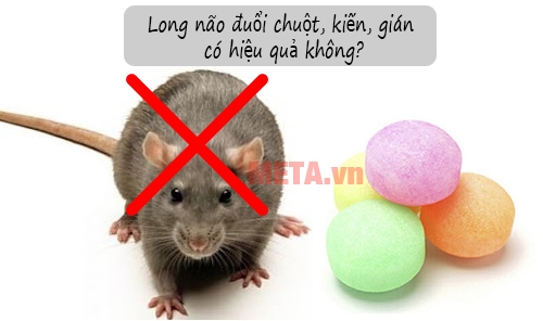 Dùng long não để đuổi chuột, gián, kiến Dùng long não để đuổi chuột, gián, kiến
