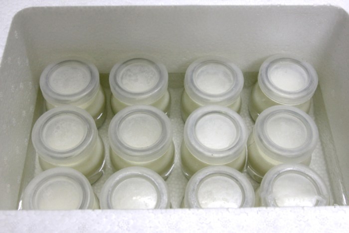 Ủ yaourt bằng cách truyền thống