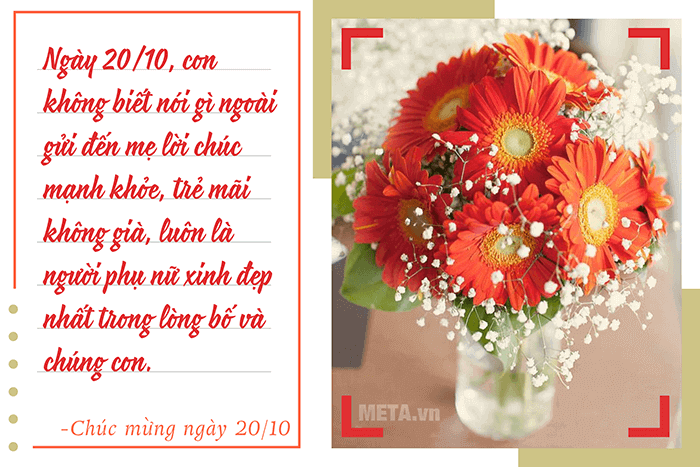 Hoa đồng tiền thuộc họ cúc, mang ý nghĩa tượng trưng cho hạnh phúc, may mắn và tài lộc