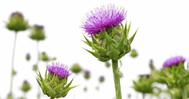 Cây kế sữa là gì