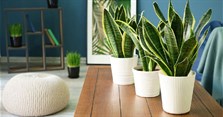 Cây lưỡi hổ có độc không? Cây lưỡi hổ có tác dụng gì cho sức khỏe và phong thủy?