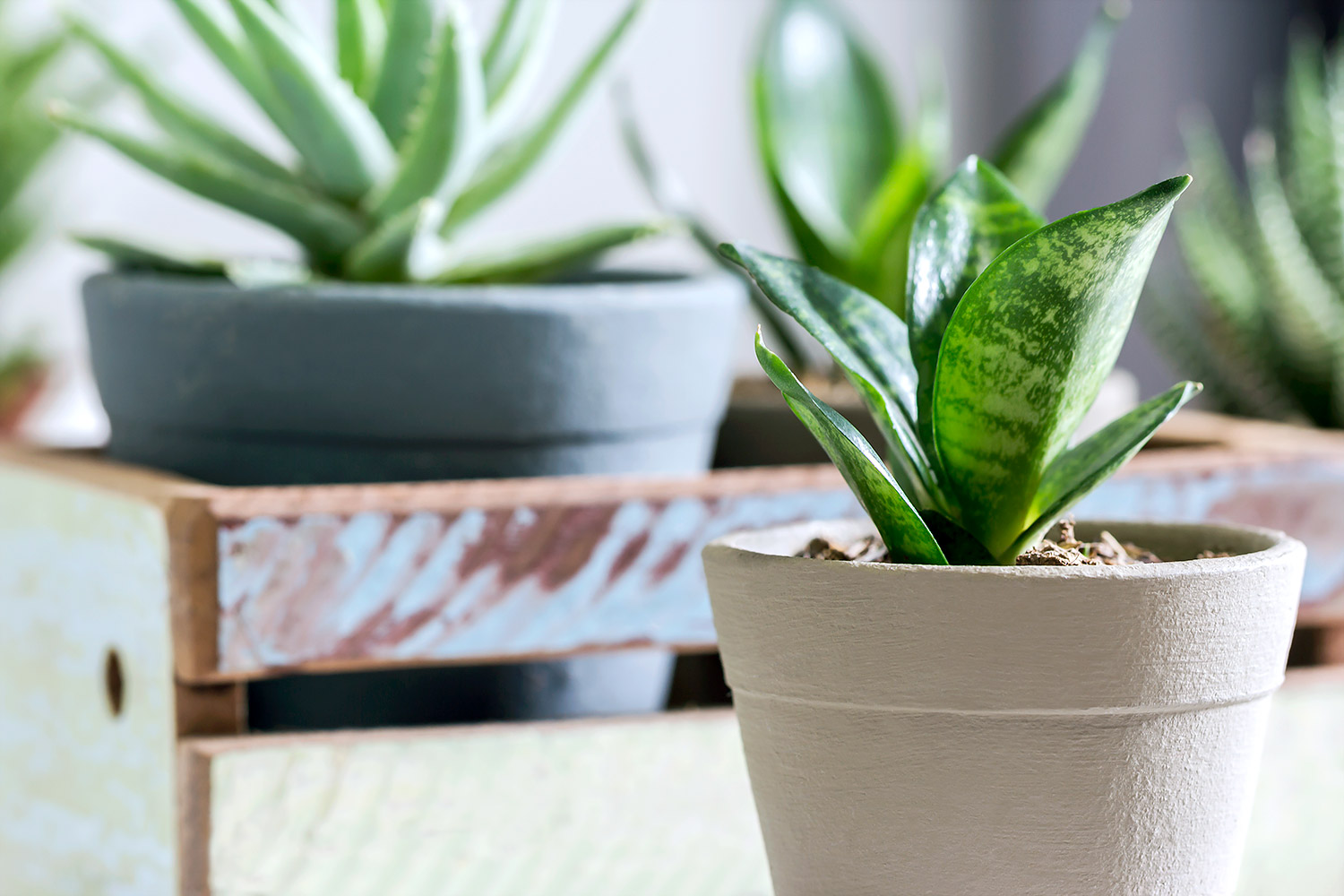 Nó còn là bài thuốc trị nhiều bệnh hiệu quả Nó còn là bài thuốc trị nhiều bệnh hiệu quả