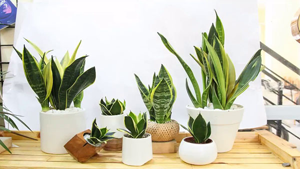 Ý nghĩa phong thủy cây lưỡi hổ đó là sự quyền uy, may mắn Ý nghĩa phong thủy cây lưỡi hổ đó là sự quyền uy, may mắn