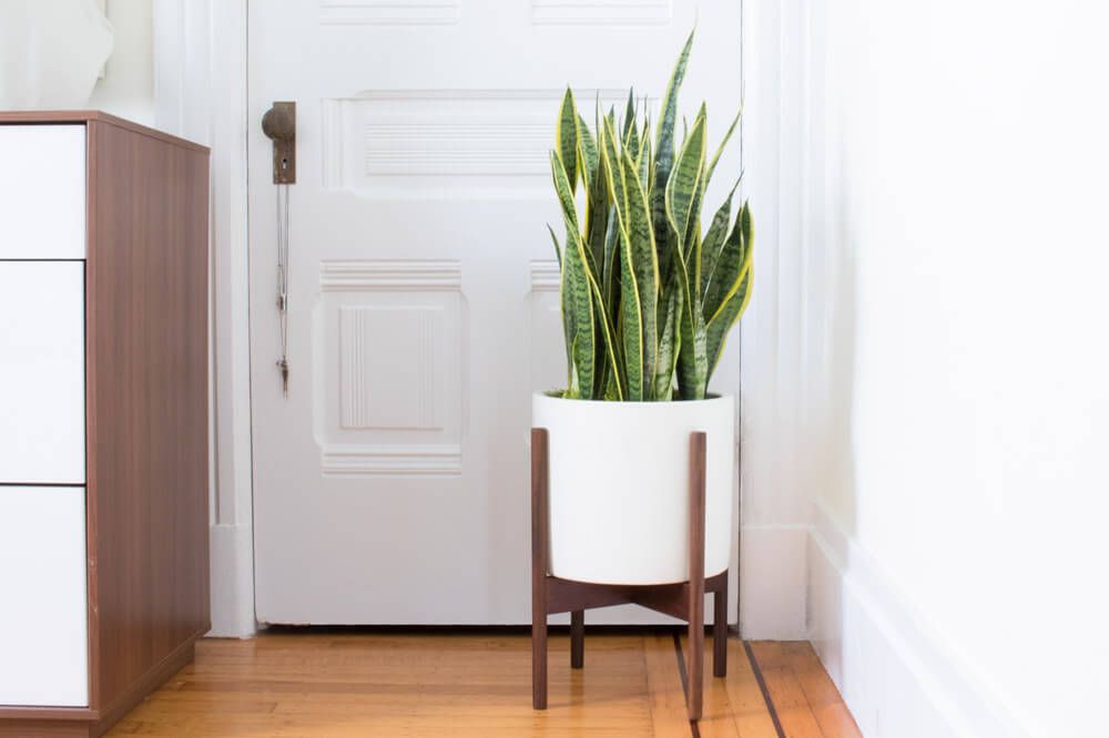 Khi chọn cây lưỡi hổ để tặng, bạn cũng cần tìm hiểu kỹ xem cây lưỡi hổ hợp mệnh gì, cây lưỡi hổ kỵ tuổi nào? Khi chọn cây lưỡi hổ để tặng, bạn cũng cần tìm hiểu kỹ xem cây lưỡi hổ hợp mệnh gì, cây lưỡi hổ kỵ tuổi nào?