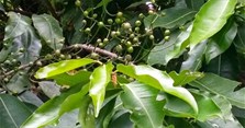 Uống nước lá vối có tác dụng gì? Uống nước vối có hại thận không?