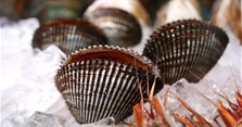 Sò huyết làm gì ngon? Cách làm sạch và chế biến sò huyết tại nhà