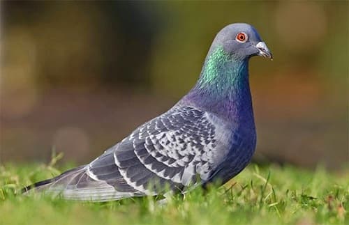 Bà bầu có ăn được cháo chim bồ câu không?