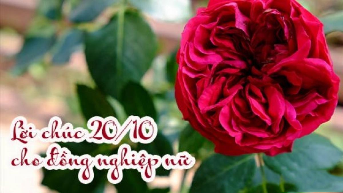 Lời chúc mừng 20/10 cho đồng nghiệp nữ