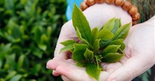 Lá trà xanh có tác dụng gì? Tác dụng của lá trà xanh với sức khỏe và làm đẹp