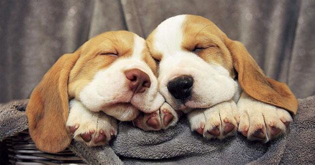 Stt chúc crush ngủ ngon