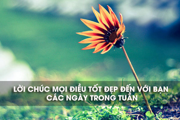 Chúc mừng đầu tuần Chúc mừng đầu tuần