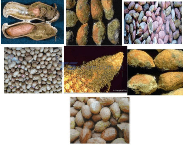 Đồ ăn thừa, đồ ăn tự chế biến lên men có chứa Aflatoxin