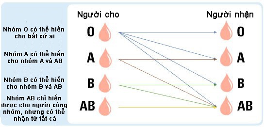 Đặc điểm của nhóm máu O là truyền được cho mọi nhóm máu Đặc điểm của nhóm máu O là truyền được cho mọi nhóm máu