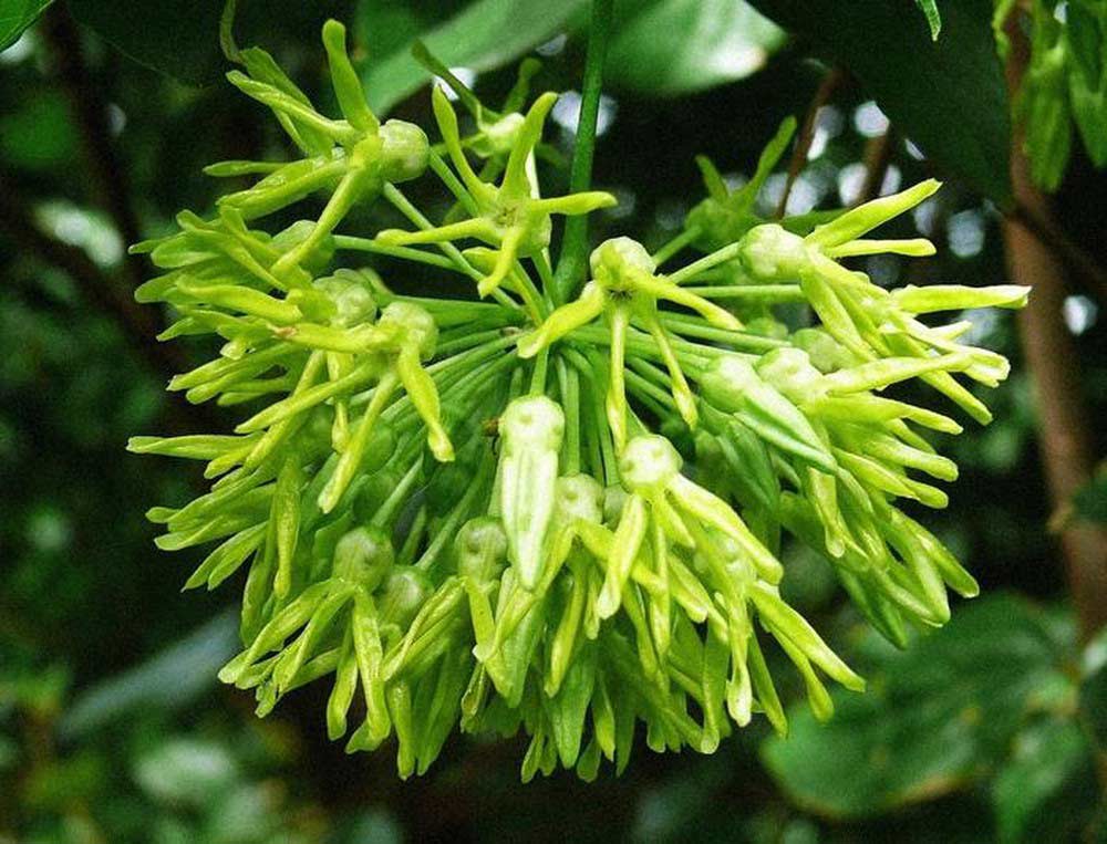 Các món xào ngon được chế biến từ hoa thiên lý