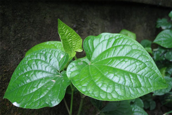 Cách trị viêm nang lông bằng lá lốt