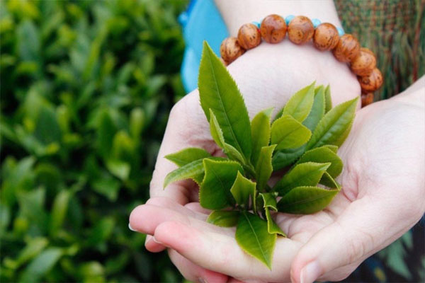 Cách làm se khít lỗ chân lông mặt tại nhà bằng lá trà xanh Cách làm se khít lỗ chân lông mặt tại nhà bằng lá trà xanh