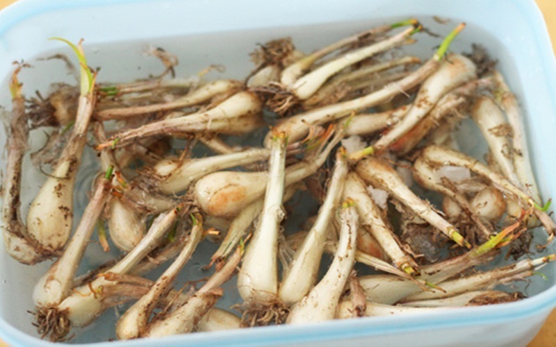 Cách làm củ kiệu chua ngọt để lâu Cách làm củ kiệu chua ngọt để lâu