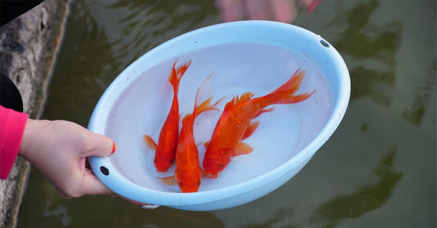 Cá chép - lễ vật không thể thiếu khi cúng ông Công ông Táo Cá chép - lễ vật không thể thiếu khi cúng ông Công ông Táo