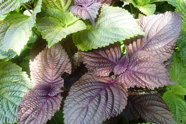 Nước lá tía tô