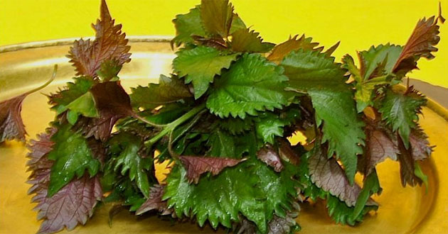 Nước lá tía tô có tác dụng gì