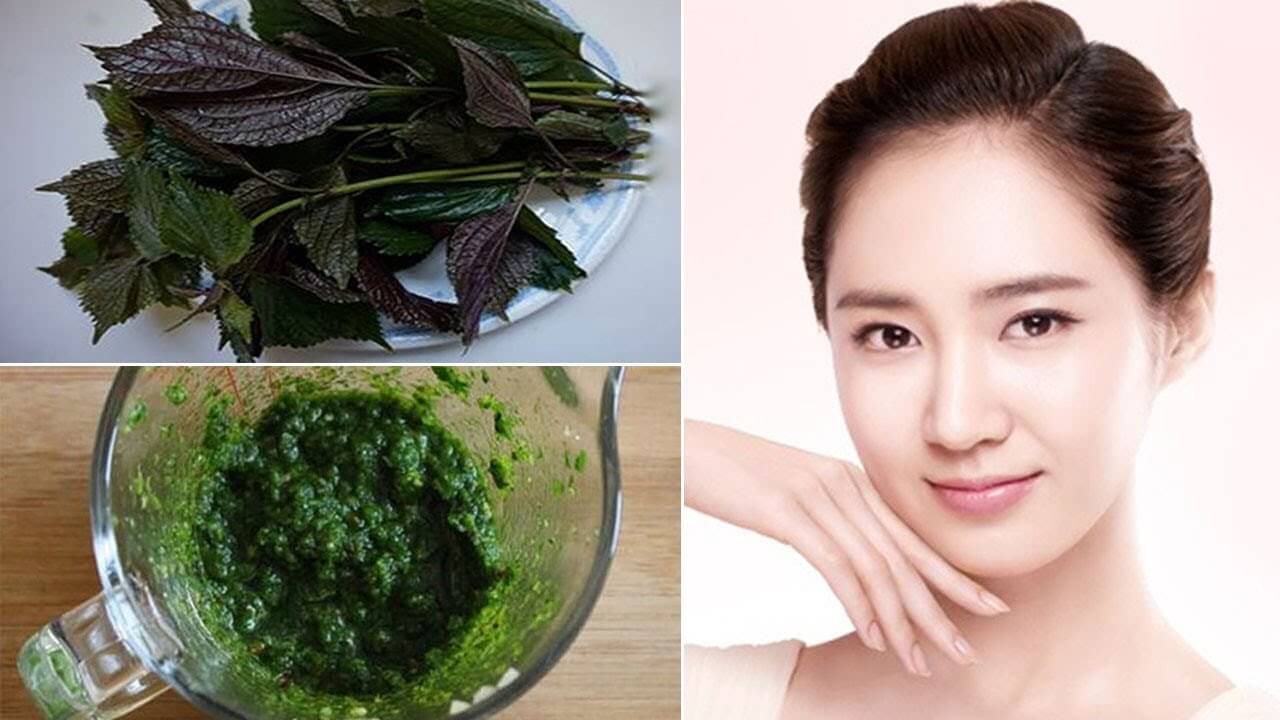 Lá tía tô có tác dụng làm đẹp da hiệu quả Lá tía tô có tác dụng làm đẹp da hiệu quả