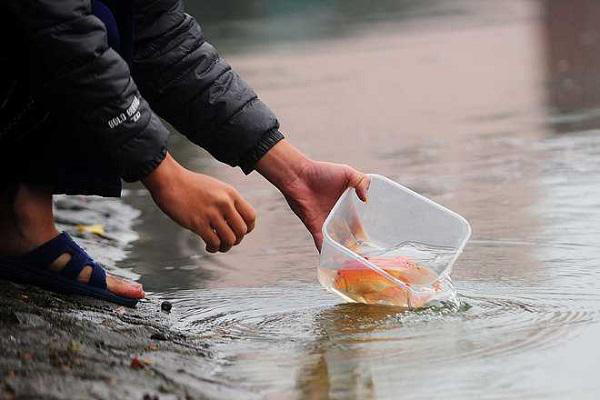 Lưu ý khi thả cá chép Lưu ý khi thả cá chép