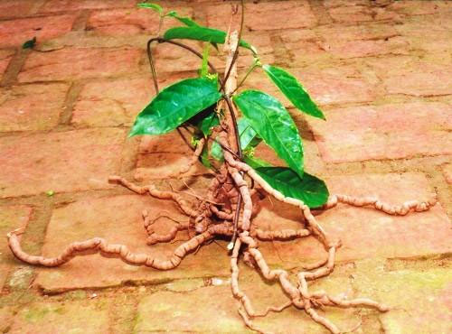 Ba kích có tác dụng gì Ba kích có tác dụng gì