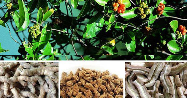 Ba kích là gì Ba kích là gì