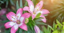 Có nên cắm hoa ly ngày Tết? Cách cắm hoa ly ngày Tết đẹp, tươi lâu