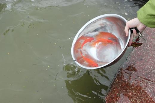 Phong tục thả cá chép cúng ông Táo Phong tục thả cá chép cúng ông Táo