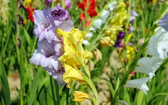 Hoa lay ơn là loại hoa có màu sắc rất phong phú, đa dạng Hoa lay ơn là loại hoa có màu sắc rất phong phú, đa dạng