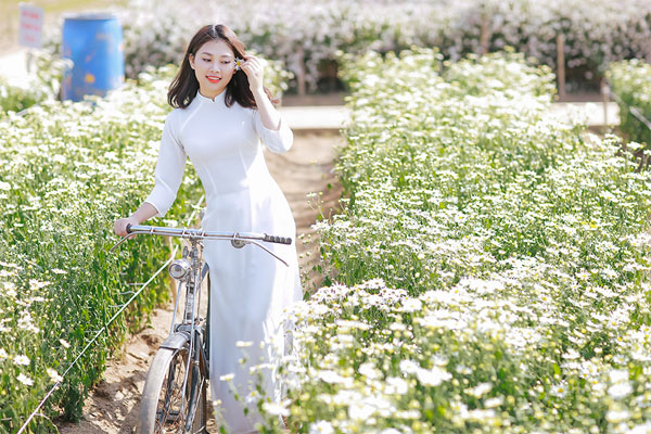 Thơ hay về hoa cúc họa mi Thơ hay về hoa cúc họa mi