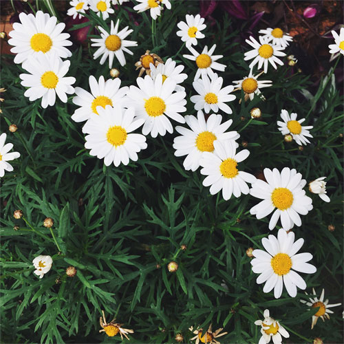 Thơ về cúc họa mi Thơ về cúc họa mi