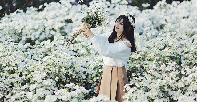 Hoa cúc họa mi nở rộ - mọi người háo hức đi chụp hình Hoa cúc họa mi nở rộ - mọi người háo hức đi chụp hình